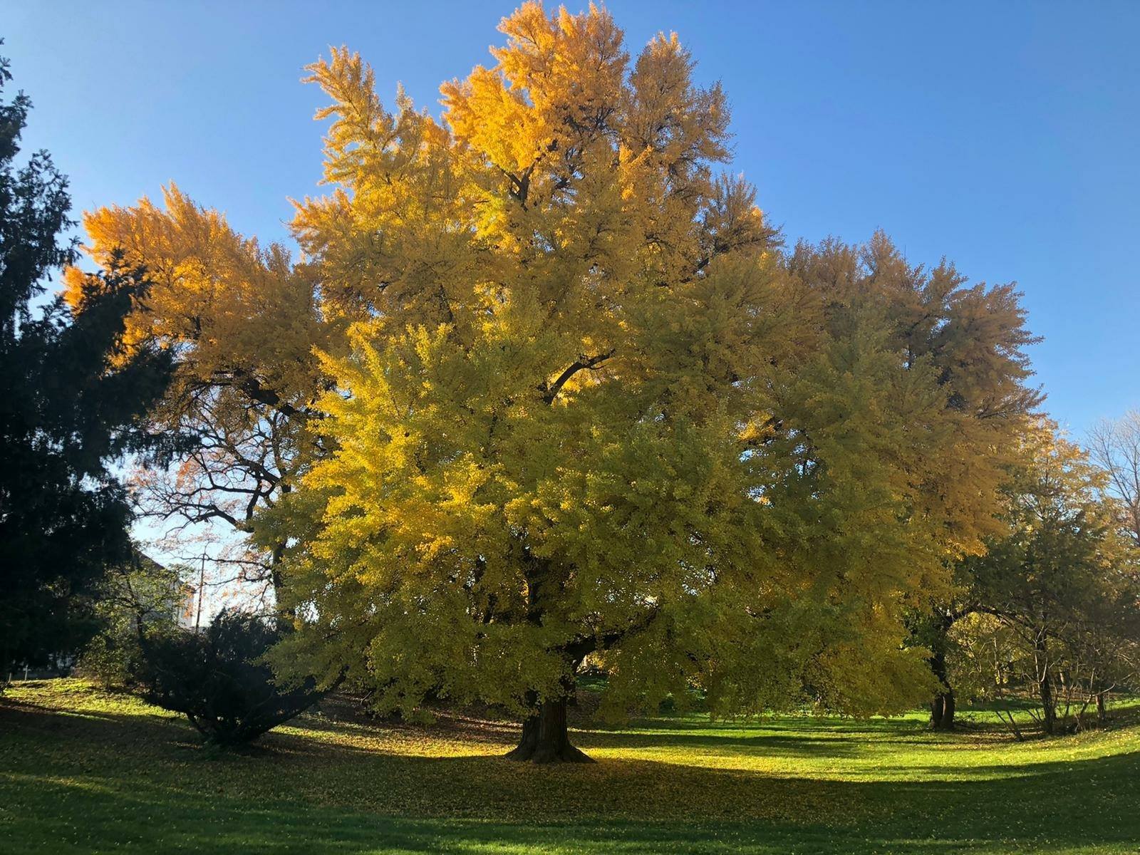UFOTKAJ GINKO [FOTO NATJEČAJ]